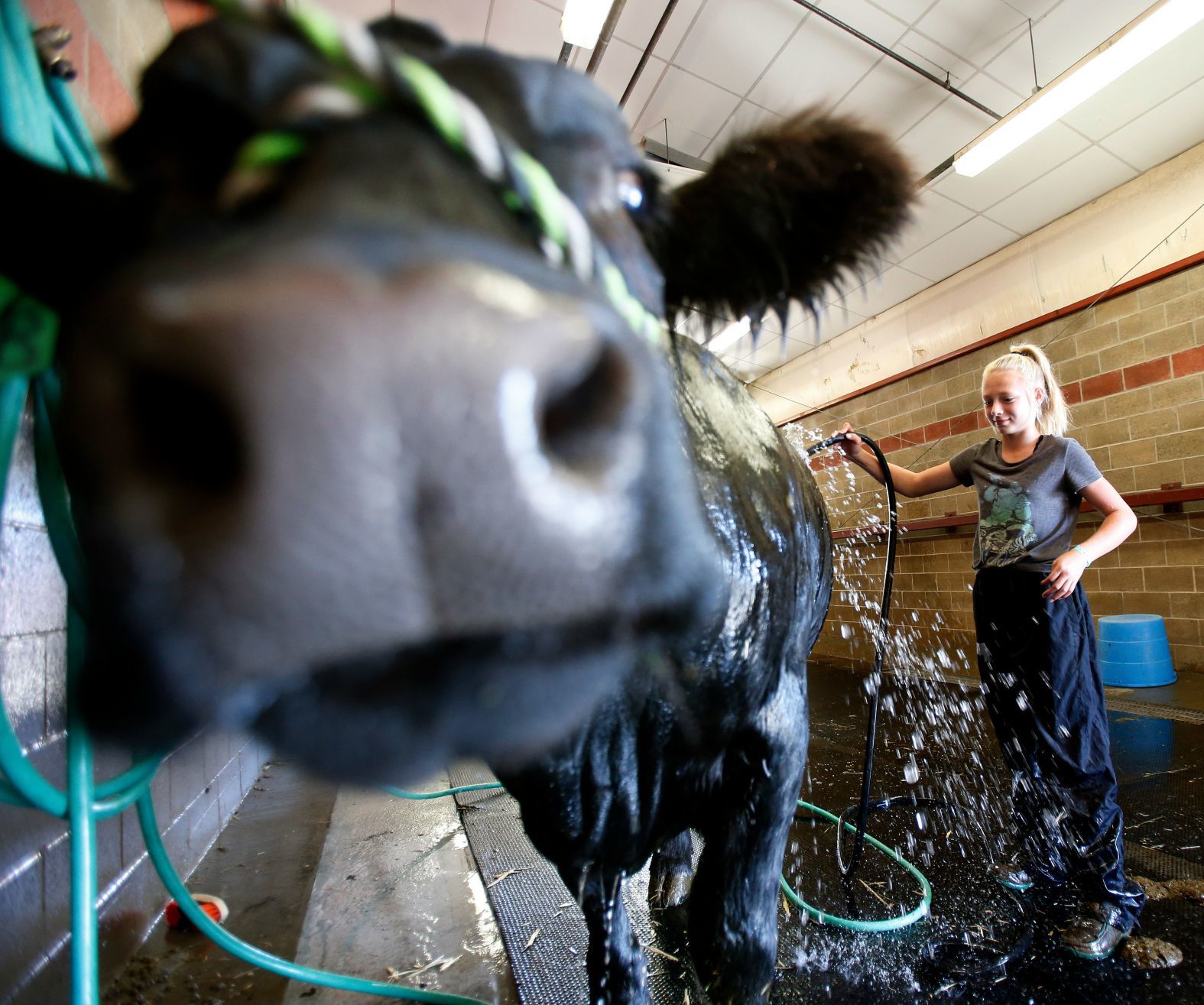 MontanaFair livestock